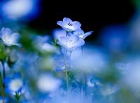 pic for blue flowers  